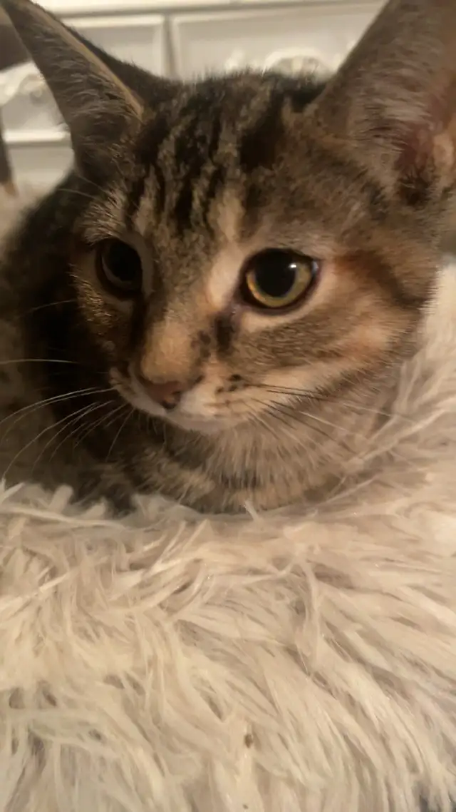 Rehoming Kittens