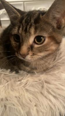 Rehoming Kittens