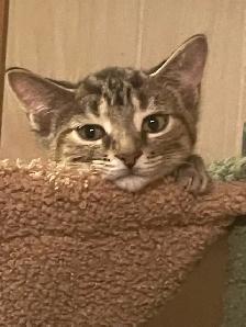 Rehoming Kittens - Photo 2