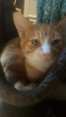 Rehoming Kittens - Photo 3