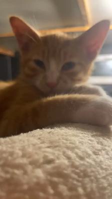 Rehoming Kittens - Photo 4
