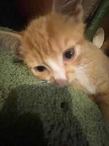Rehoming Kittens - Photo 5