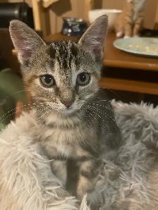 Rehoming Kittens - Photo 6