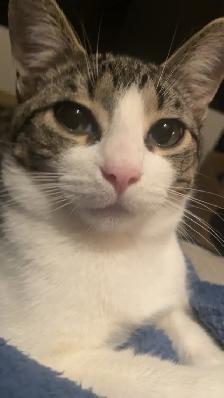 Rehoming Kittens - Photo 8