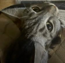 Rehoming Kittens - Photo 9