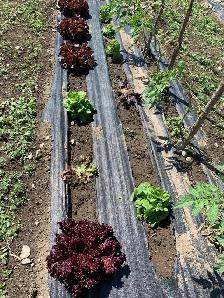 Terrain 29700 pc pour élevage ou culture Auteuil Laval - Photo 8