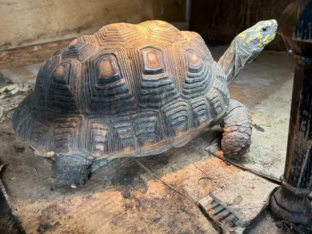 large Female, Redfoot Tortoise