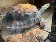 large Female, Redfoot Tortoise
