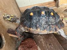 large Female, Redfoot Tortoise - Photo 2