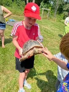 large Female, Redfoot Tortoise - Photo 3