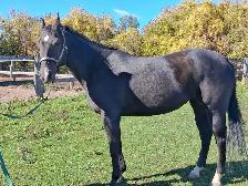 jument a vendre - Photo 8