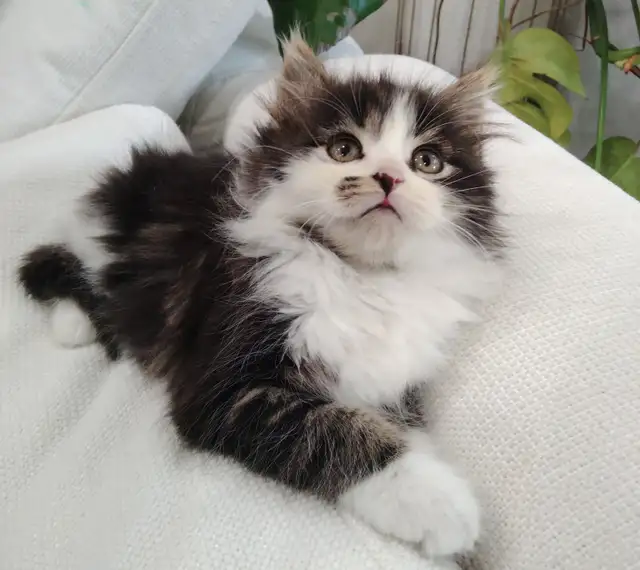 Chaton Sibérien hypoallergene