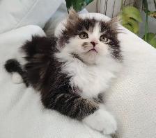Chaton Sibérien hypoallergene