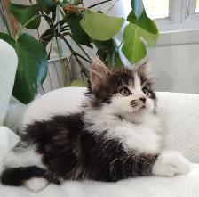 Chaton Sibérien hypoallergene - Photo 2