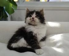 Chaton Sibérien hypoallergene - Photo 3