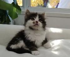 Chaton Sibérien hypoallergene - Photo 4