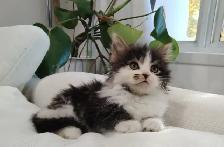 Chaton Sibérien hypoallergene - Photo 5