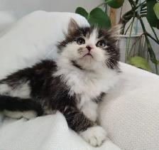 Chaton Sibérien hypoallergene - Photo 6