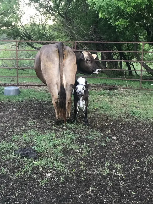 cow/calf pair
