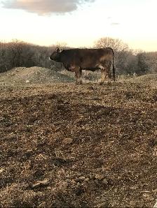 cow/calf pair - Photo 2
