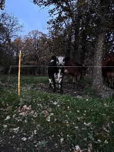 cow/calf pair - Photo 3