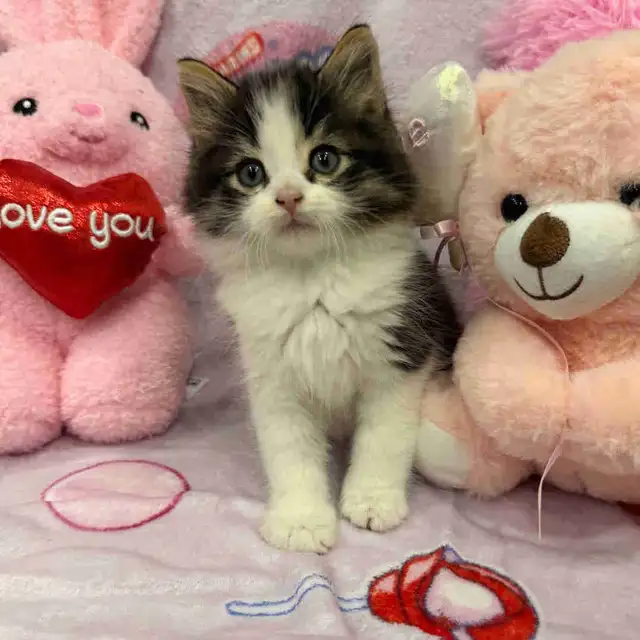 •••⭐️❤️ Siberian Kittens ❤️⭐️•••(647) 362-8118