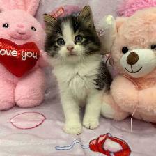•••⭐️❤️ Siberian Kittens ❤️⭐️•••(647) 362-8118