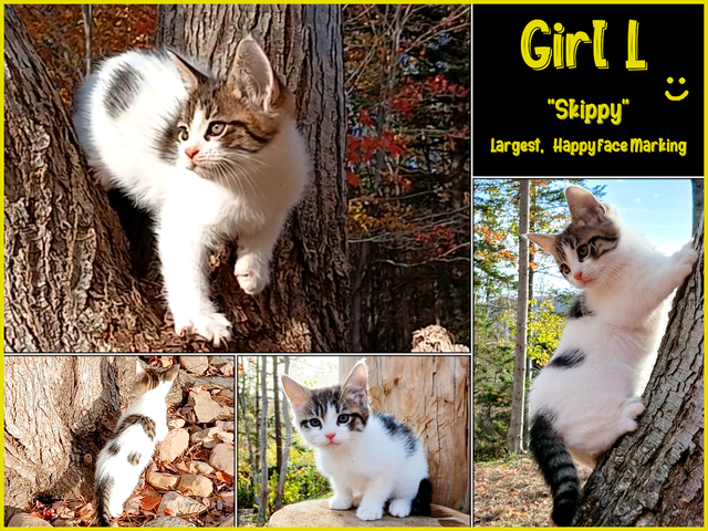 Half Maine Coon Kittens. READY NOW!