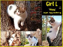 Half Maine Coon Kittens. READY NOW!