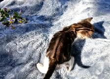Half Maine Coon Kittens. READY NOW! - Photo 4