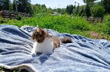 Half Maine Coon Kittens. READY NOW! - Photo 7
