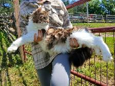 Half Maine Coon Kittens. READY NOW! - Photo 8
