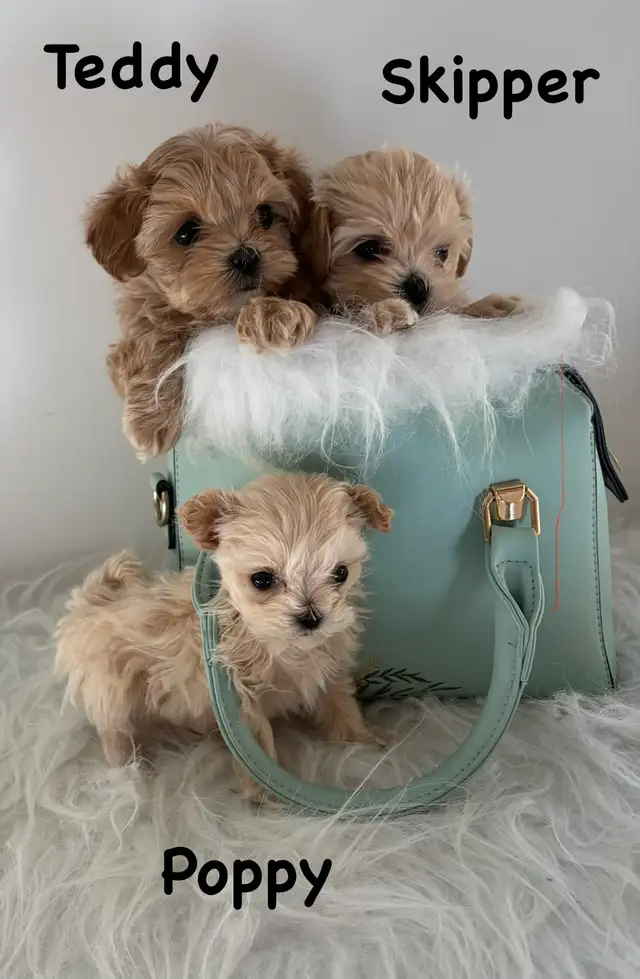 Maltipoo puppy