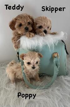 Maltipoo puppy