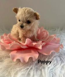 Maltipoo puppy - Photo 2