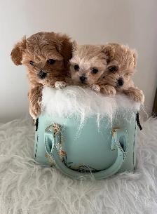 Maltipoo puppy - Photo 3