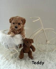 Maltipoo puppy - Photo 4