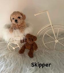 Maltipoo puppy - Photo 5