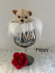 Maltipoo puppy - Photo 6