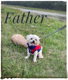 Maltipoo puppy - Photo 7