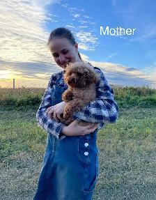 Maltipoo puppy - Photo 8