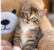 Adorable Ragdoll Mix Kittens – Ready for Loving Homes!