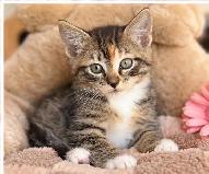 Adorable Ragdoll Mix Kittens – Ready for Loving Homes! - Photo 3