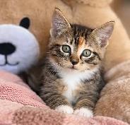 Adorable Ragdoll Mix Kittens – Ready for Loving Homes! - Photo 5