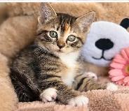 Adorable Ragdoll Mix Kittens – Ready for Loving Homes! - Photo 7