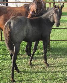 ROAN quarter horses For Sale - Photo 5