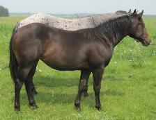 ROAN quarter horses For Sale - Photo 6