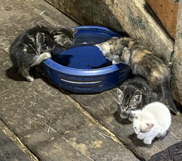 Kittens free