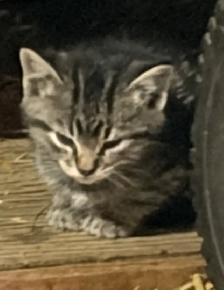 Kittens free - Photo 2
