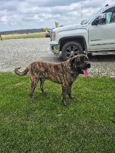 Trade for golf cart - Photo 3